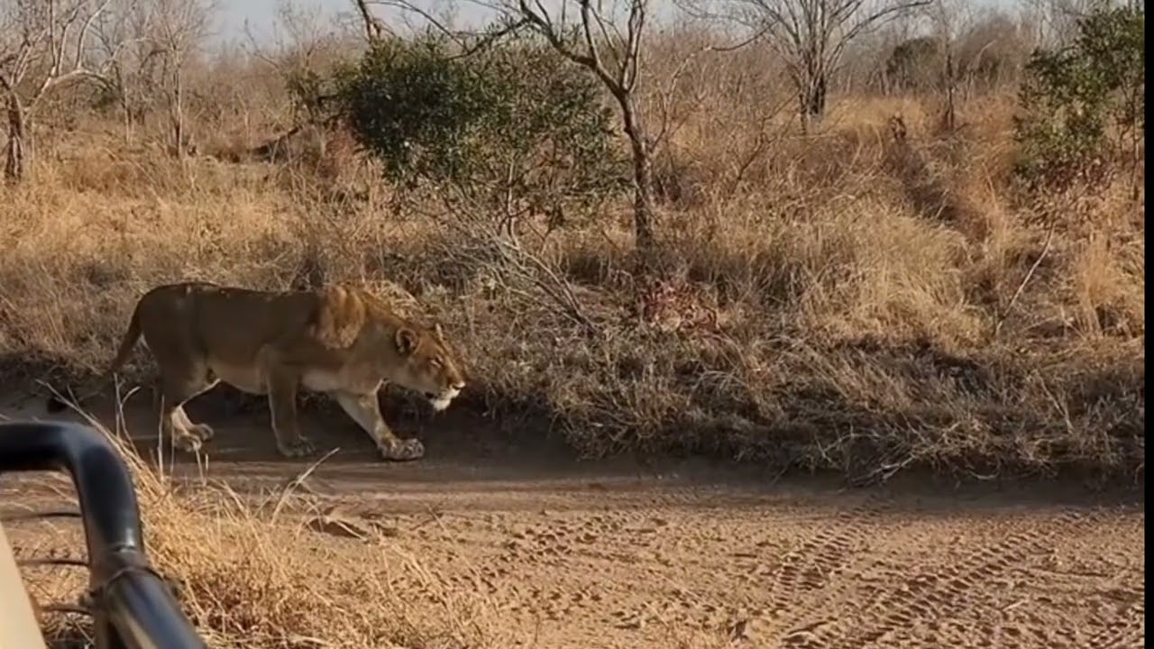 Leopards Distracted by Territorial Dispute as Lion Pride Drives Them Away