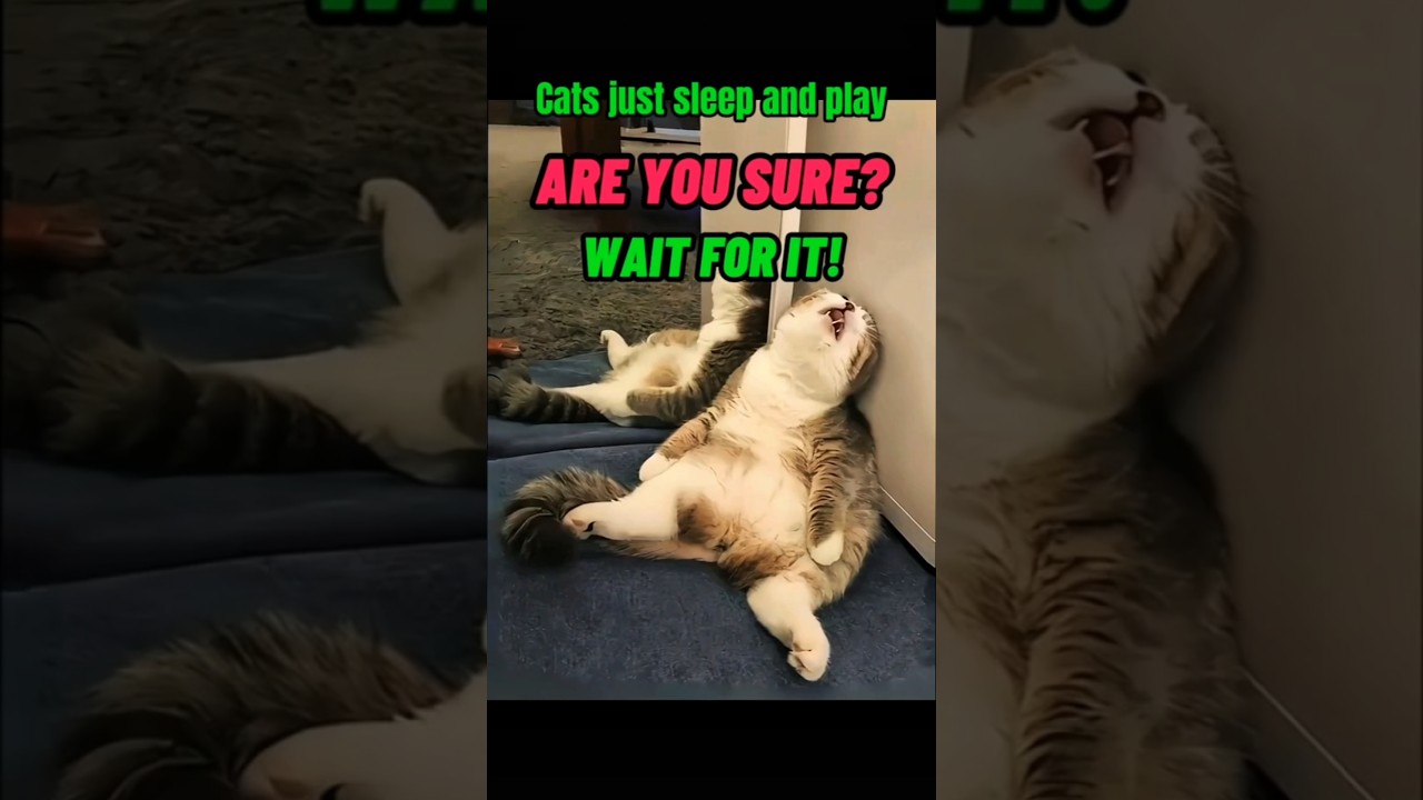 Cats Just Sleep? Watch This! #catshorts #catlovers #catcompilation #fypcats