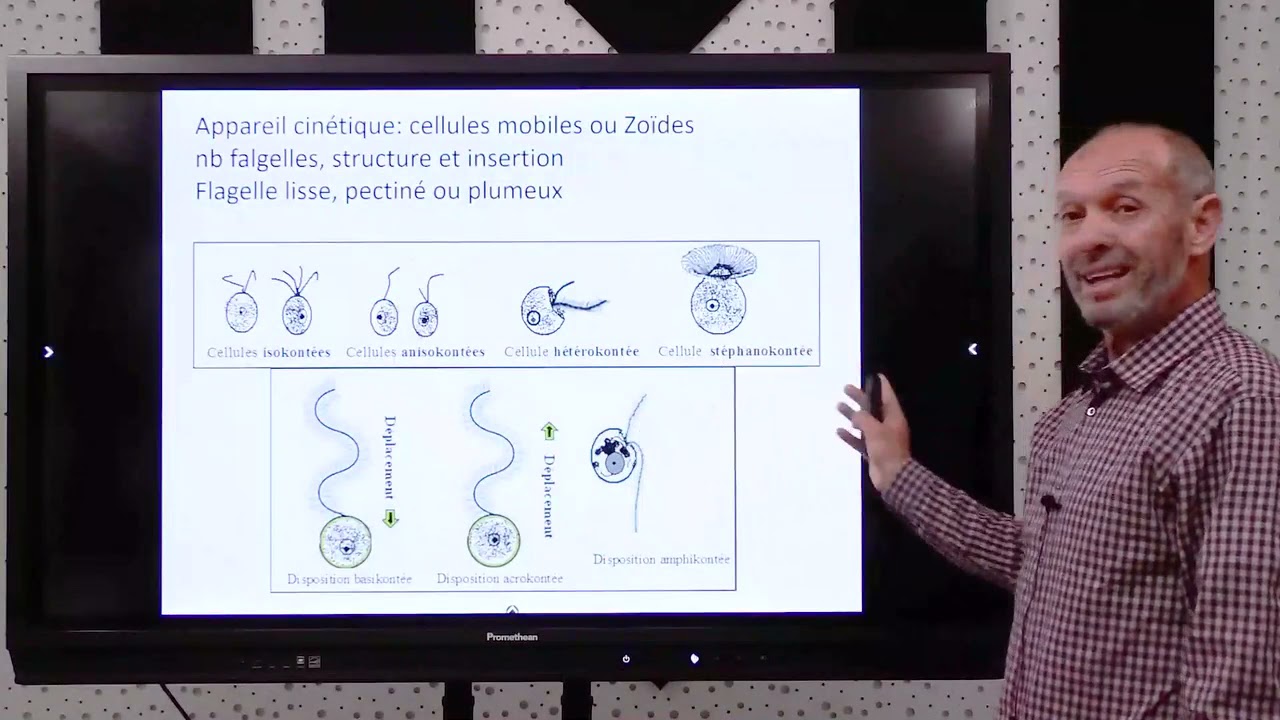 Biologie des Org Vgtaux : Thallophytes (Phycologie et Mycologie)