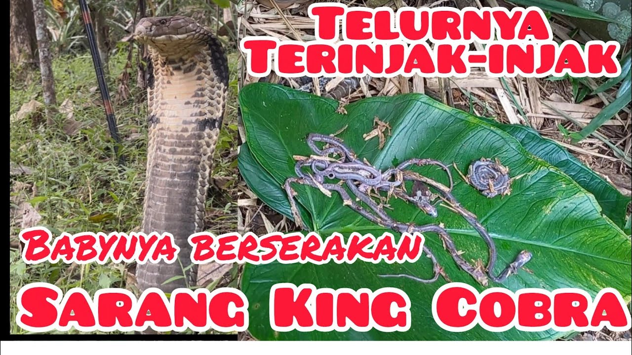 Sarang King Cobra di kira sampah!! Di injak di tendang ternyata ada telur dan baby King Cobra!! 