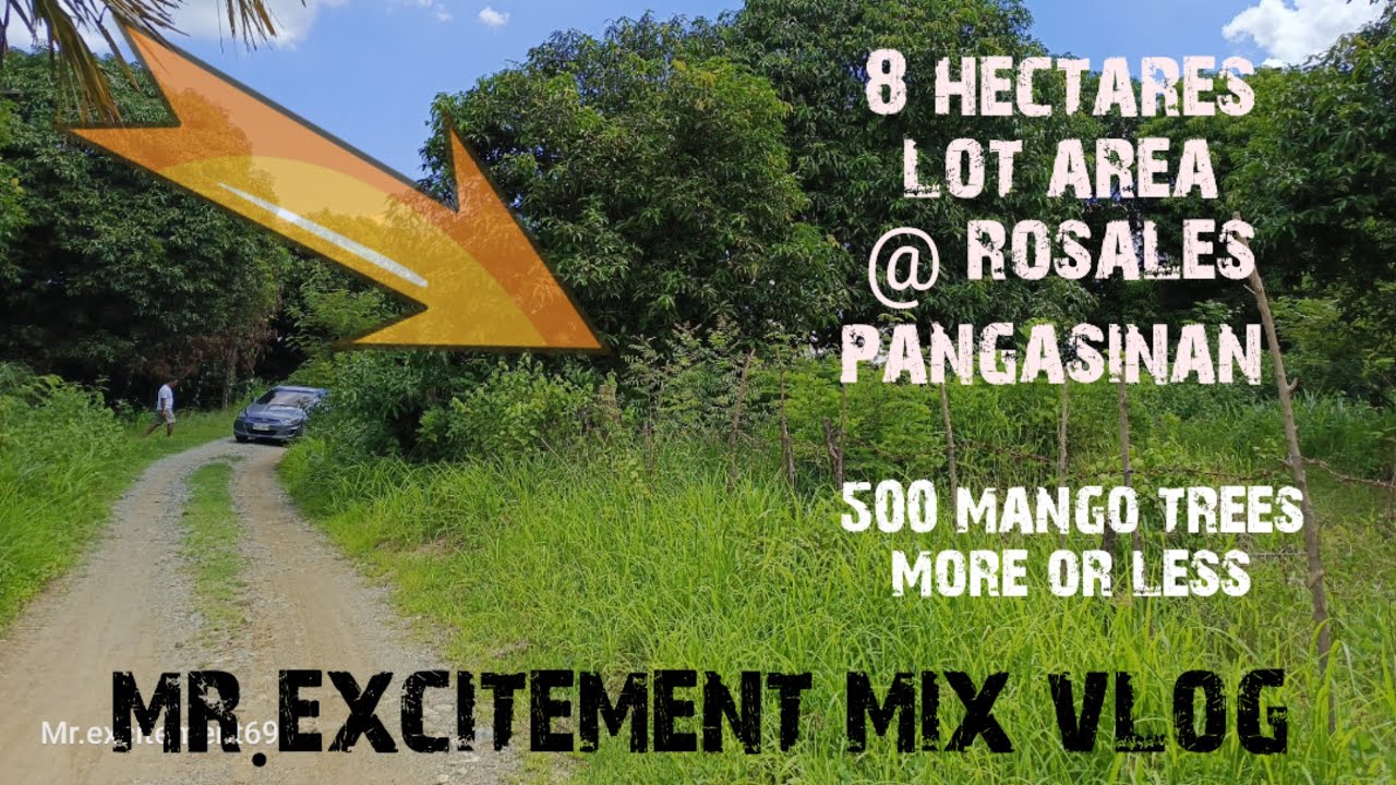 V#51 Mango farm / pasture land for sale 8 hectares @mr.excitementmixvlog