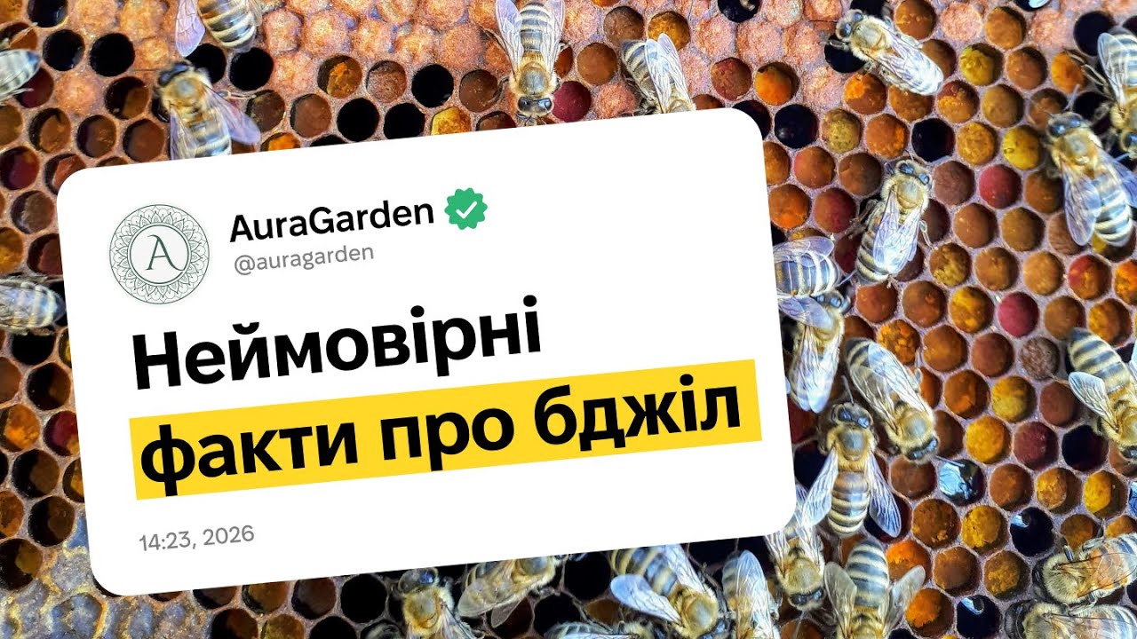 Бджоли та Їхні Секрети: Те, Чого Ви Не Знали про Медоносних Трудівниць