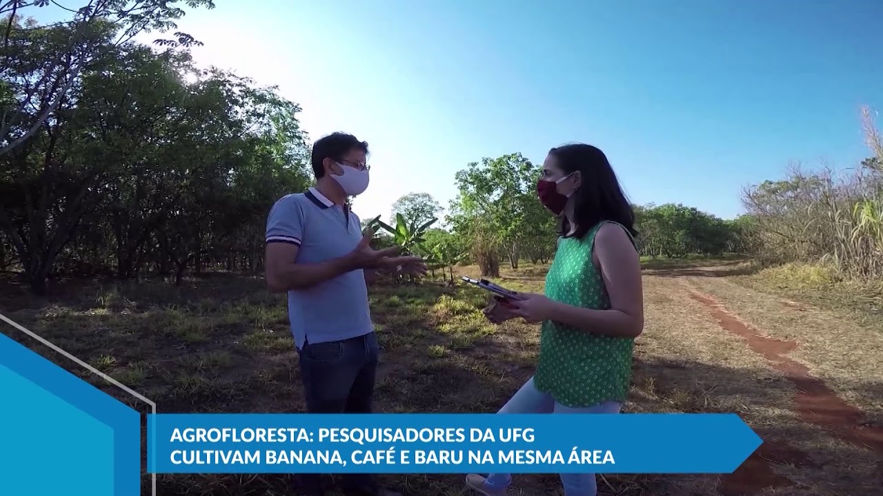 Pesquisadores da UFG cultivam banana, café e baru na mesma área | MUNDO UFG