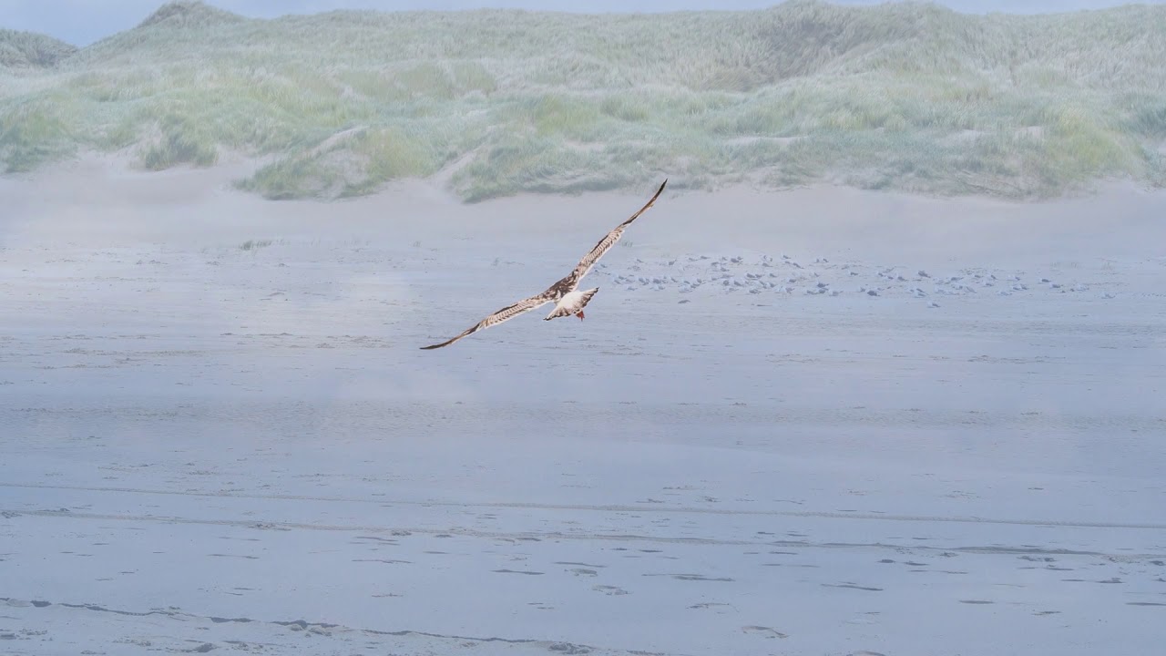 Egmond aan Zee, Netherlands