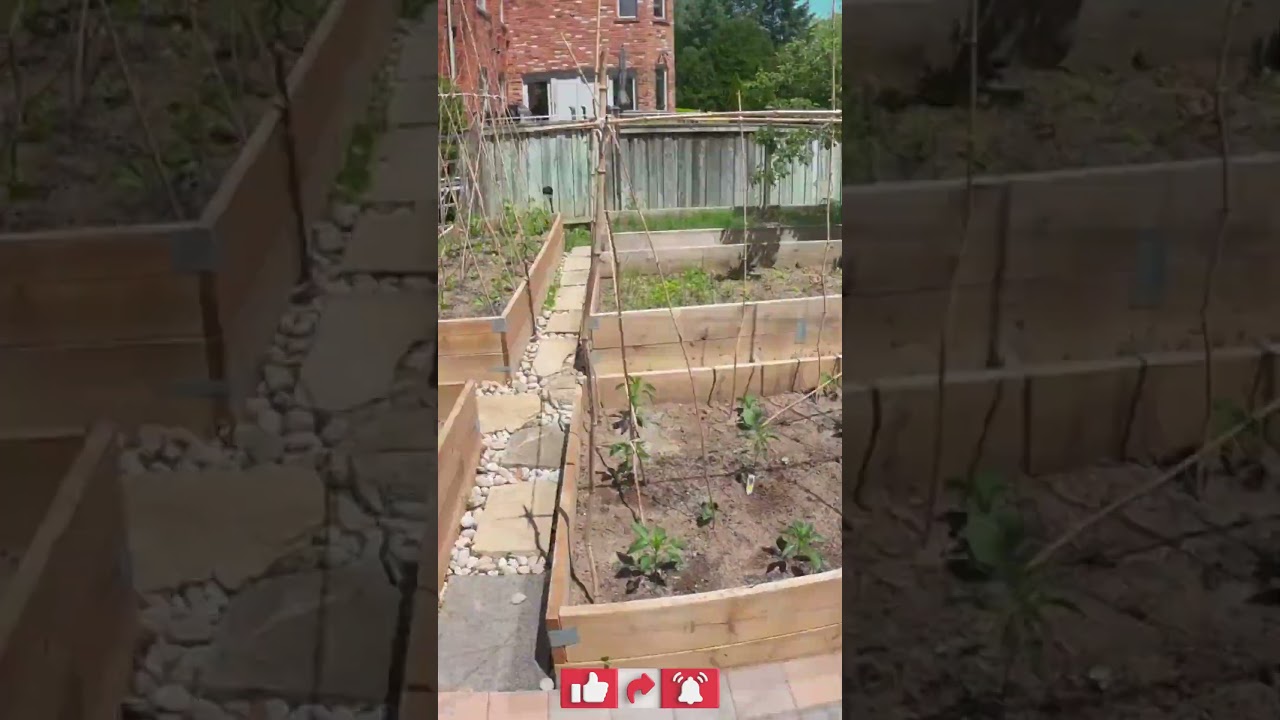 time lapse my edible garden #subscribe #satisfying #ediblegarden #healthydiet #gardening #harvesting