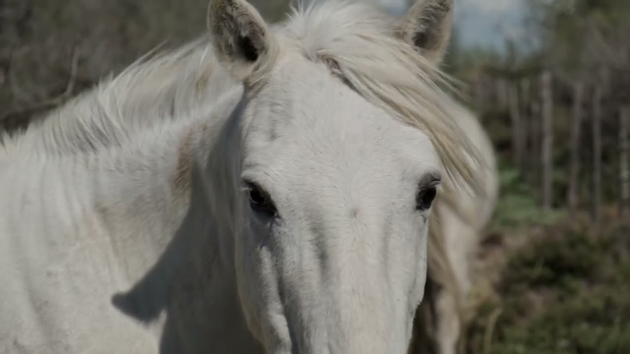 Salin de Giraud en Camargue à Arles - 