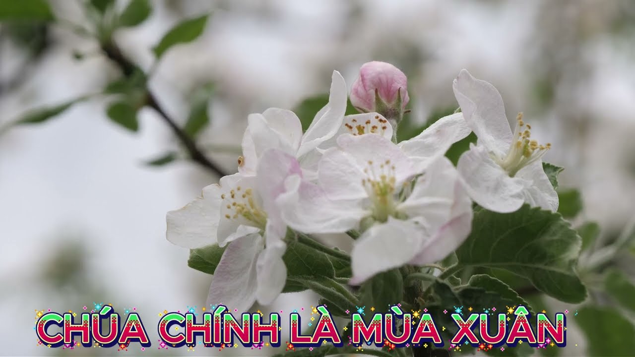 CHÍNH CHÚA LÀ MÙA XUÂN# nhacthanhmuaxuan#cover