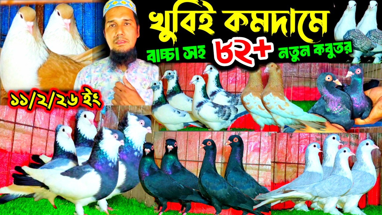 একদম পাইকারি দামে কবুতর কিনুন | জোড়ায় জোড়ায় নতুন কবুতর বাচ্চা সহ | কমদামে  কবুতর বিক্রি খামার থেকে |