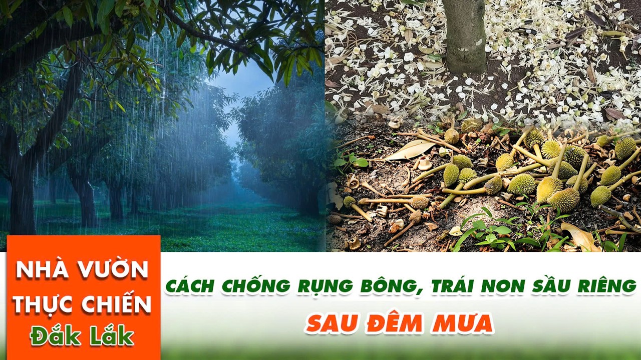 Cách Chống Rụng Bông, Trái Non Cho Sầu Riêng Chỉ  Sau Đêm Mưa