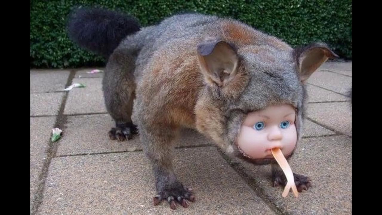 Cursed Images with Rasputin in the Background