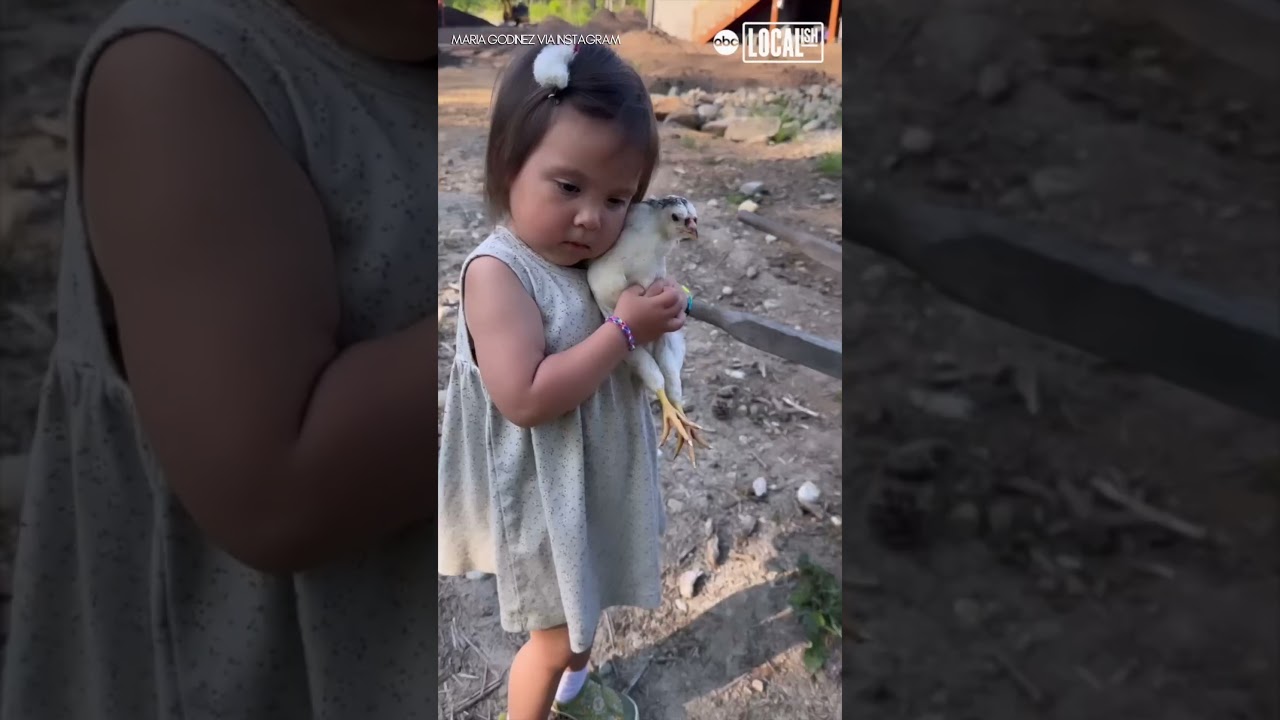 Little girl dotes on adorable farm animals