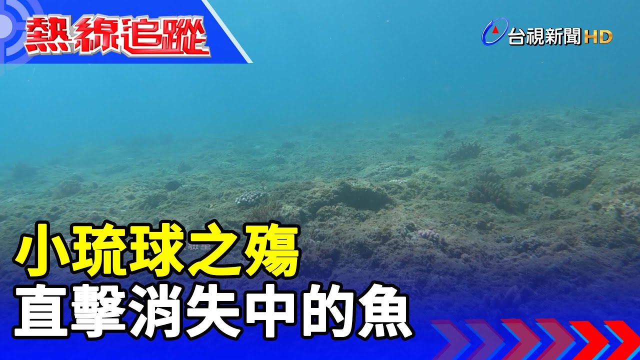 小琉球之殤 直擊消失中的魚【熱線追蹤】