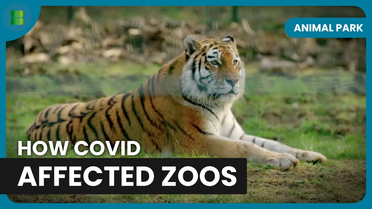 COVID Forces Longleat to Close | Animal Park | Documentary