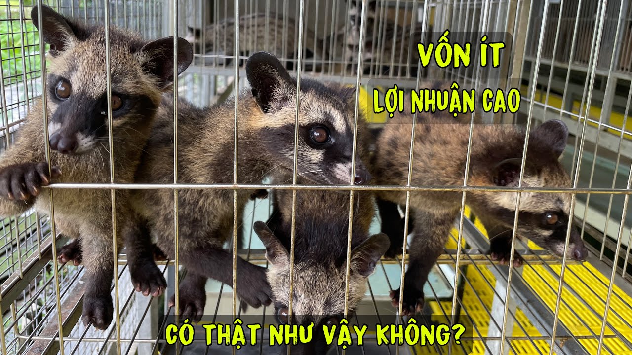 Nuôi Chồn Hương Vốn Ít,Lợi Nhuận Cao Có Thật Sự Như Vậy ?/Góc Chăn Nuôi
