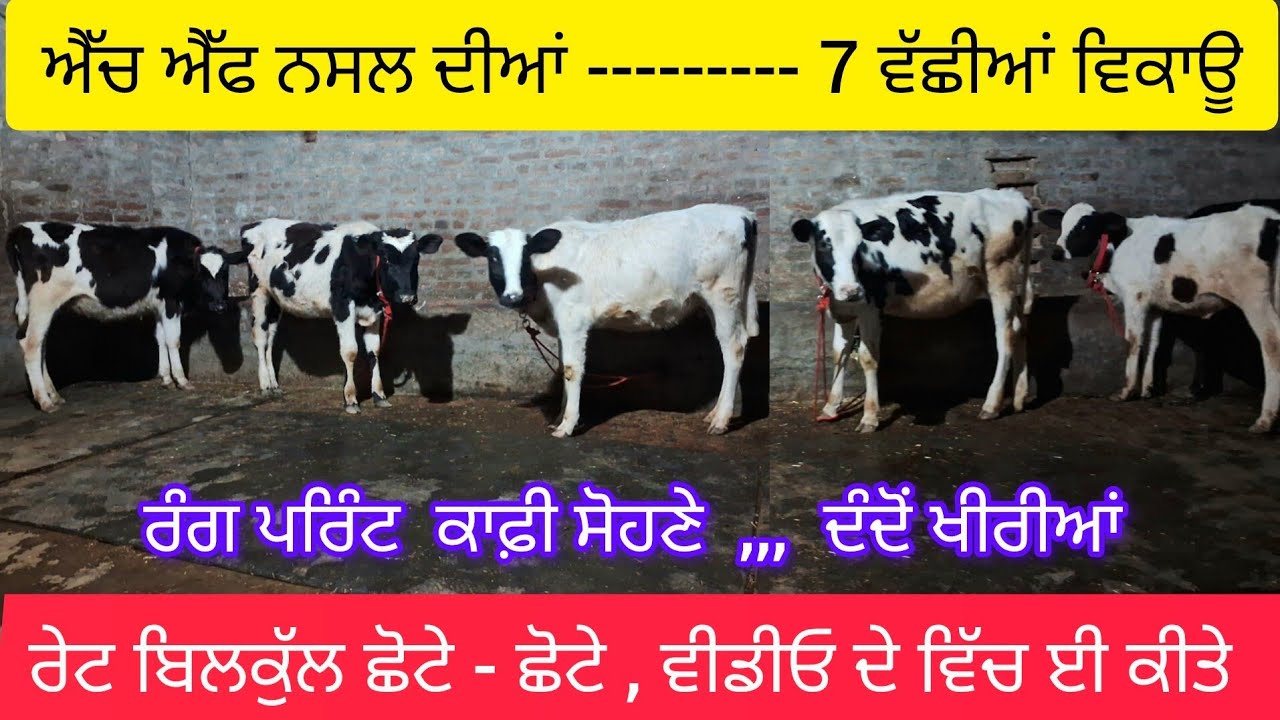 ਛੋਟੇ ਮੁੱਲ ਦੀਆਂ 7 ਐੱਚ ਐੱਫ ਖੀਰੀਆਂ ਵੱਛੀਆਂ ਵਿਕਾਊ  83604-24050  some milkteeth hf female calf  sale .