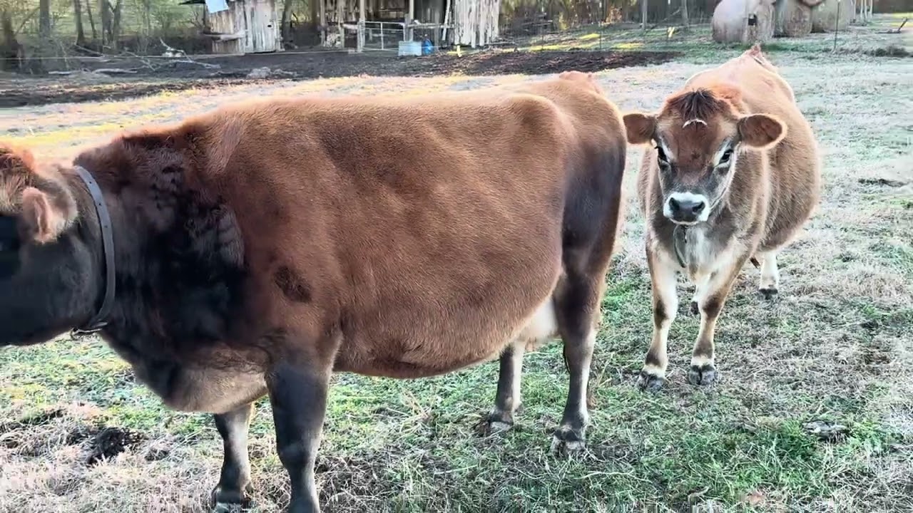The Pyrenees get fresh milk before working at night 