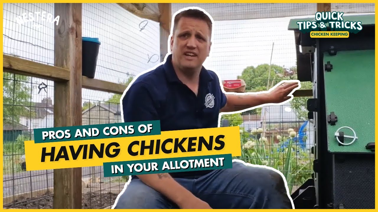 Pros and cons of having chickens in your allotment