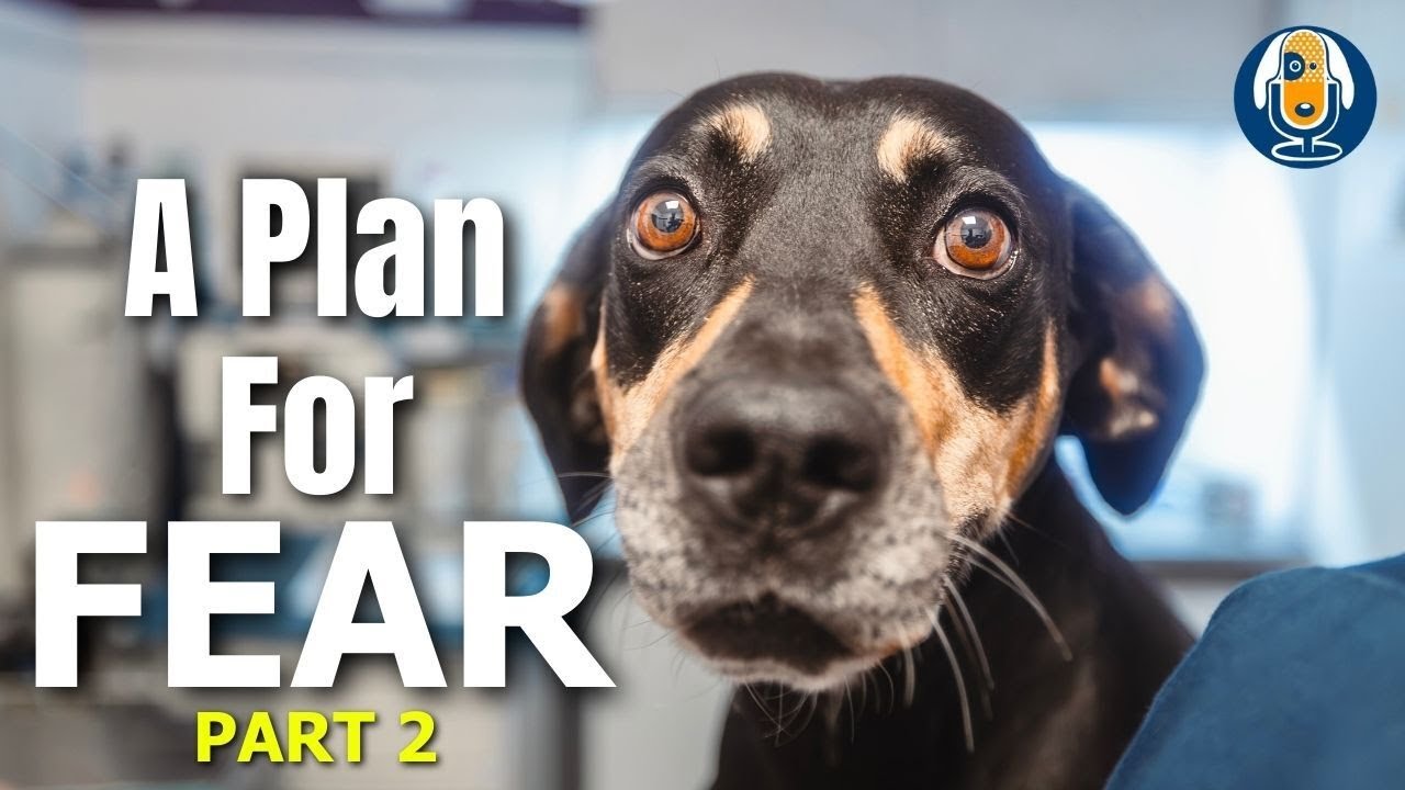 A Plan For Your Fearful Dog (Part 2): Susan Garrett’s Strategic Plan For Anxious Dogs #237