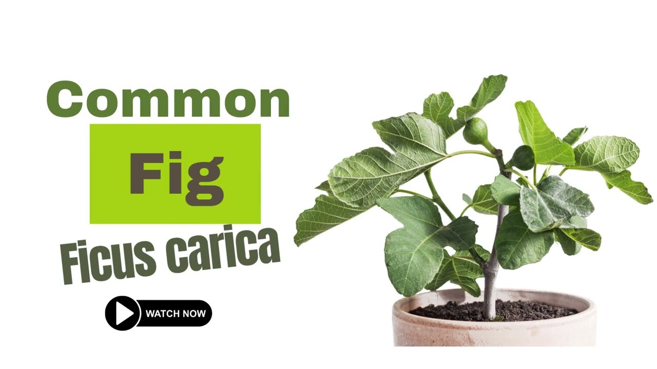 Common Fig | Ficus Carica | Types of Ficus Plants
