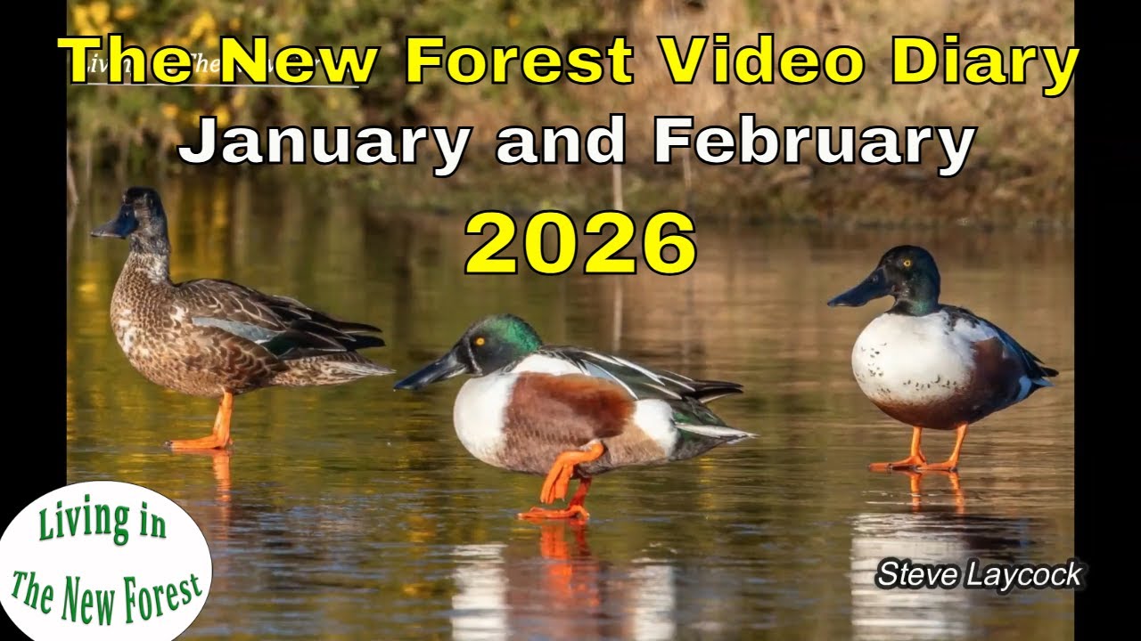 New Forest Diary - January February 2026 Weather, Wildlife, Dangerous Cliffs and more ...