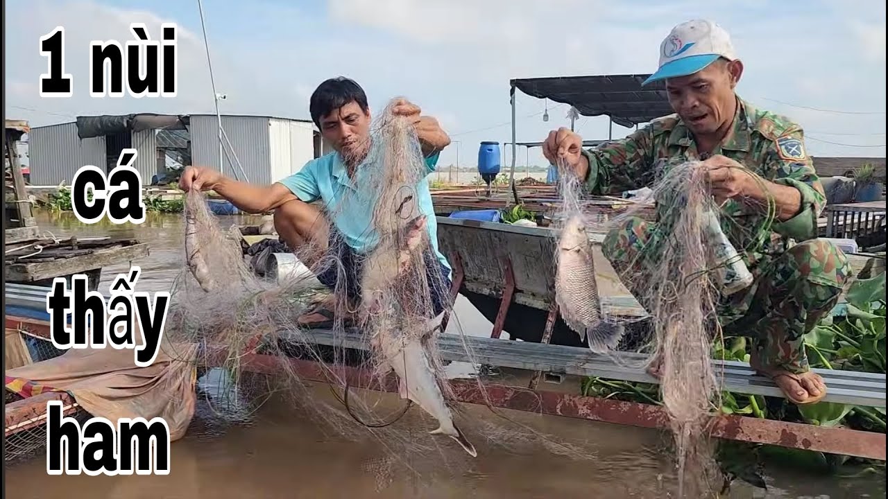 Cửu Cá Sủ Tái Xuất Thăm Lưới Bao Bè , Cá Dính Lưới Gỡ Đã Tay Luôn # SĂN BẮT ĐỒNG THÁP #