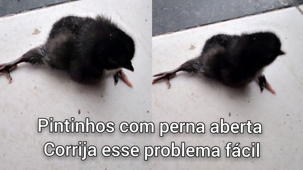 PINTINHOS NASCENDO COM PERNA ABERTA fácil de resolver