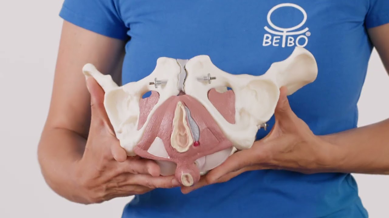 Beckenboden - lerne die Anatomie und gezielte Beckenboden Übungen