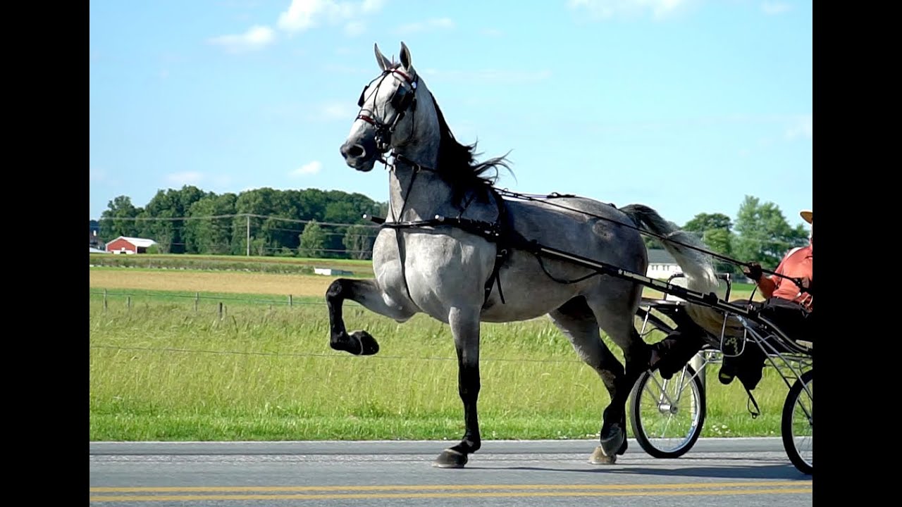 Hank's Tank- Registered Standardbred Gelding