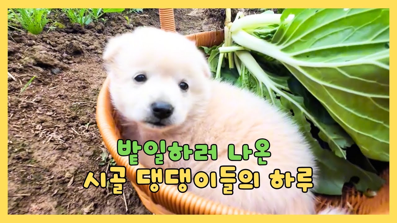 밭일하러 나온 시골 댕댕이들의 하루