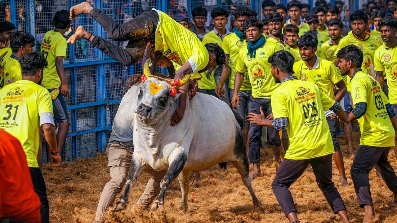 மணப்பாறை பொத்தமேட்டுப்பட்டி ஜல்லிக்கட்டு வீடியோ 2026 |Manapparai Pothametupatti Jallikattu Video