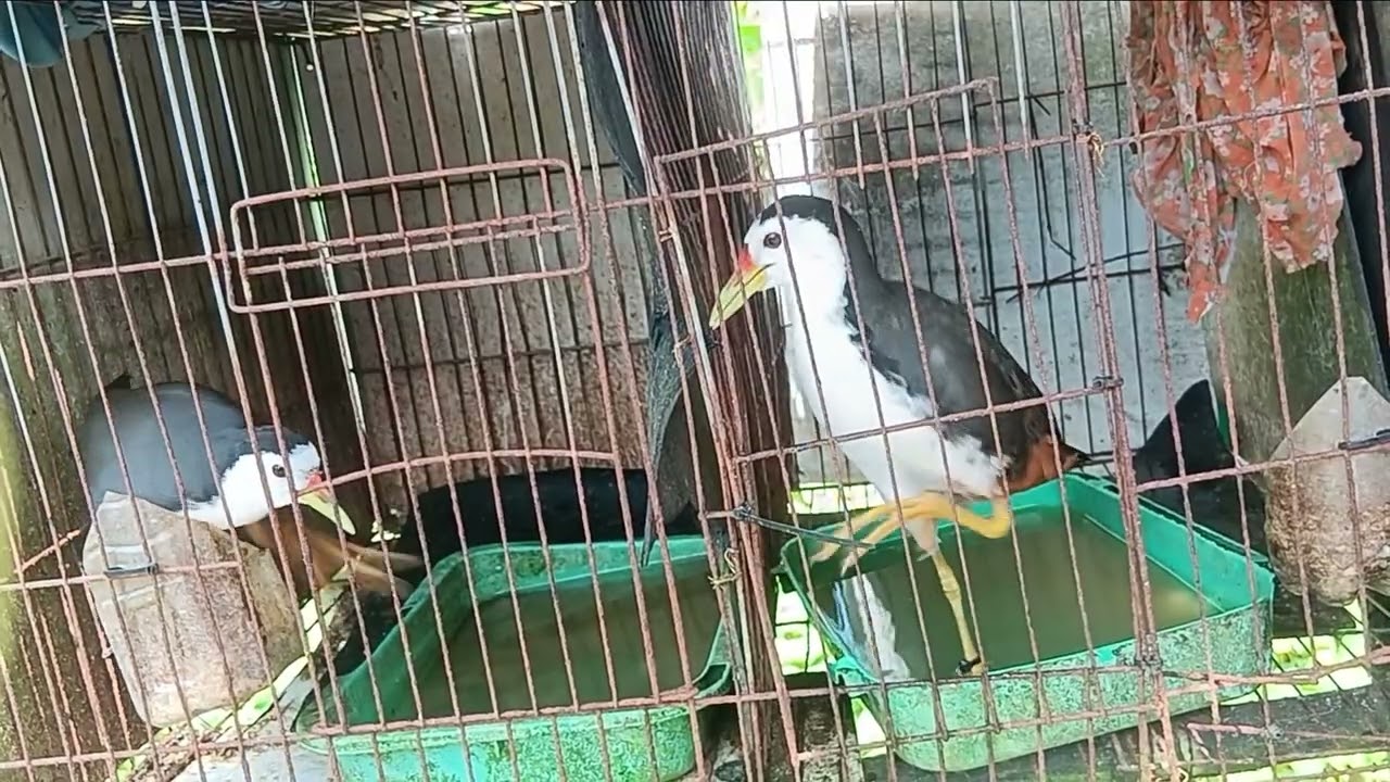 cặp đôi hoàn hảo nha ae