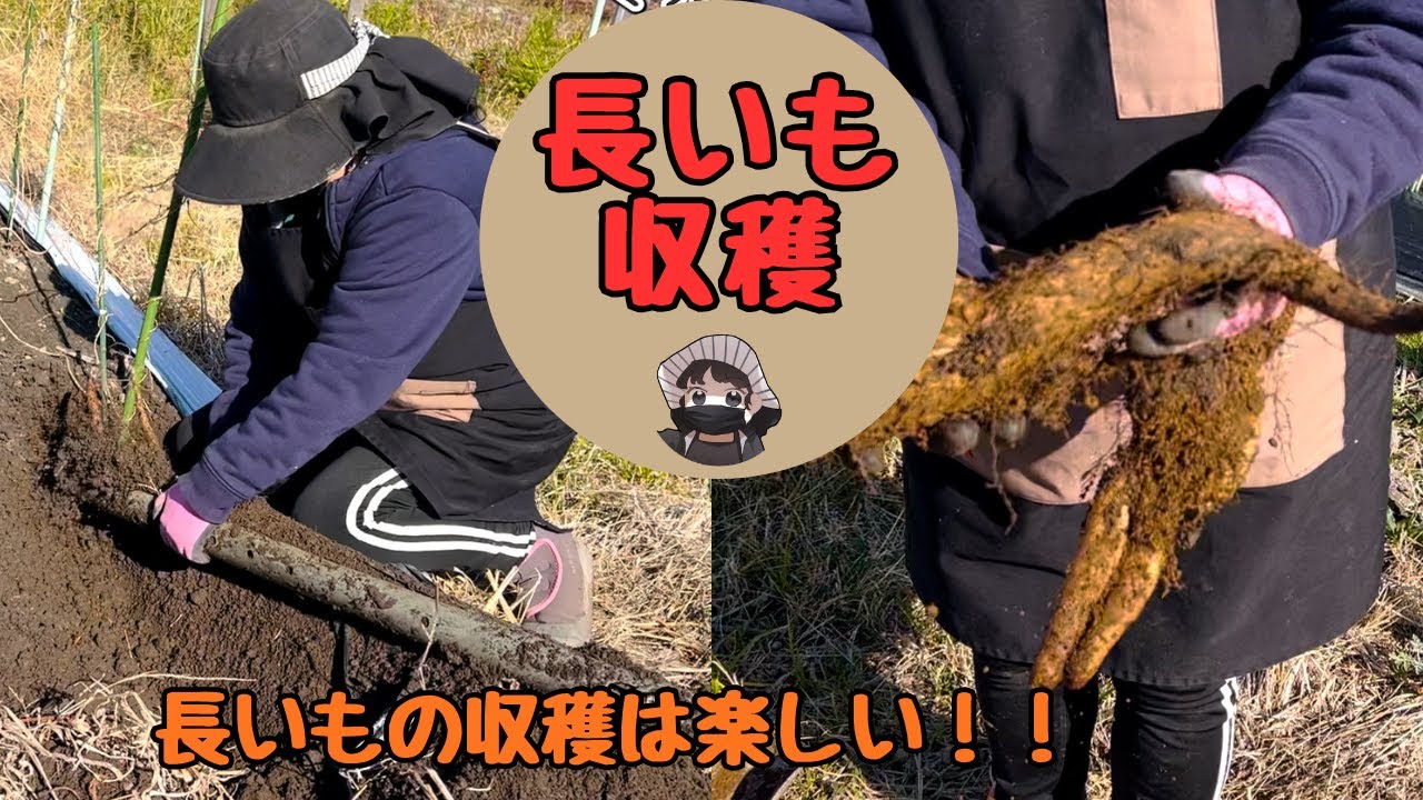 長いもの収穫しました！結果は？【長いも】【家庭菜園】
