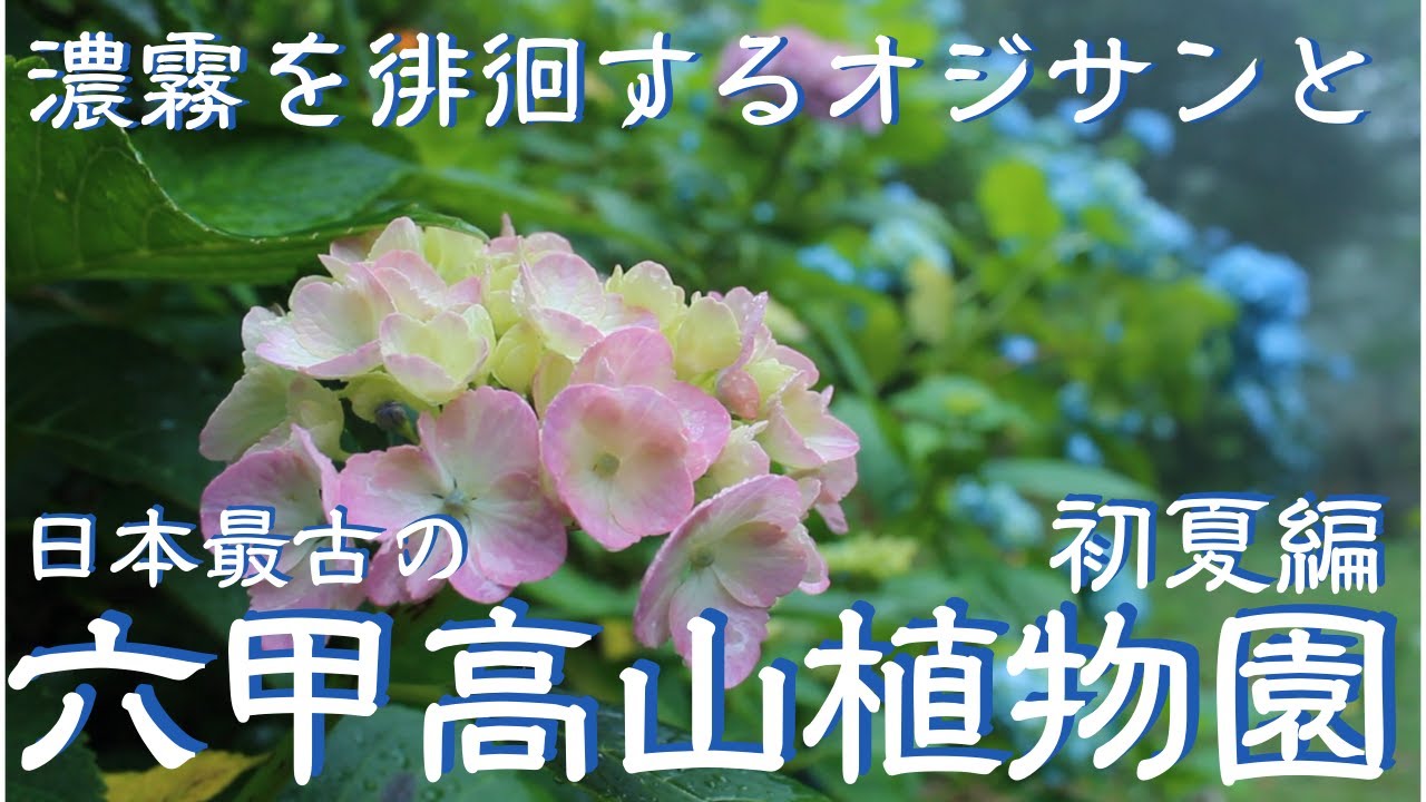 実はすごい所だった！！六甲高山植物園 ヘタレ夫婦登山Vol.22