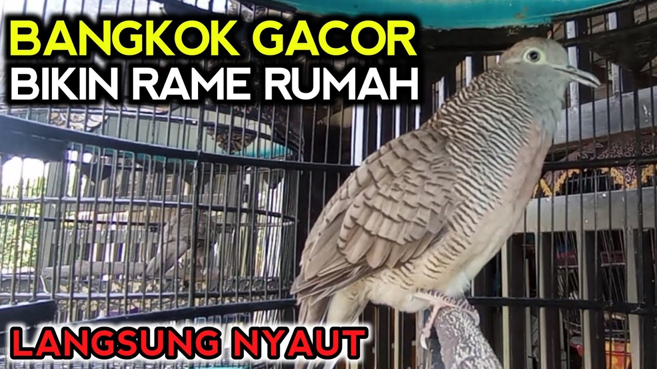 Pancingan perkutut bangkok Bikin Perkutut jadi RAME