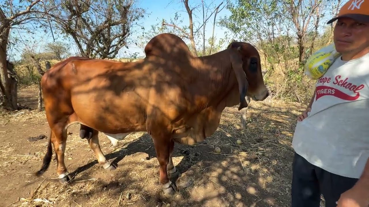 Toro indubrasil manzano mira como esta en pleno verano 