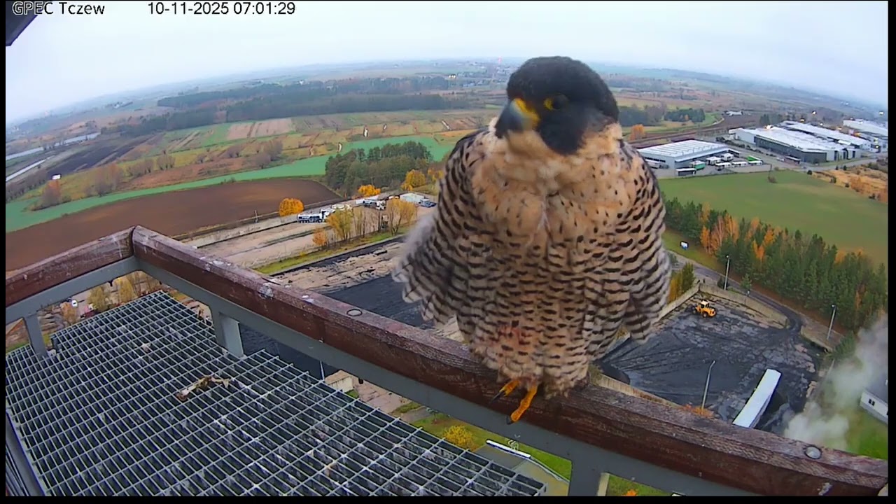 Sokół wędrowny, GPEC Tczew.  10.11. 2025.