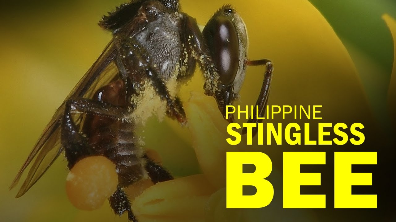 Philippine Stingless Bee