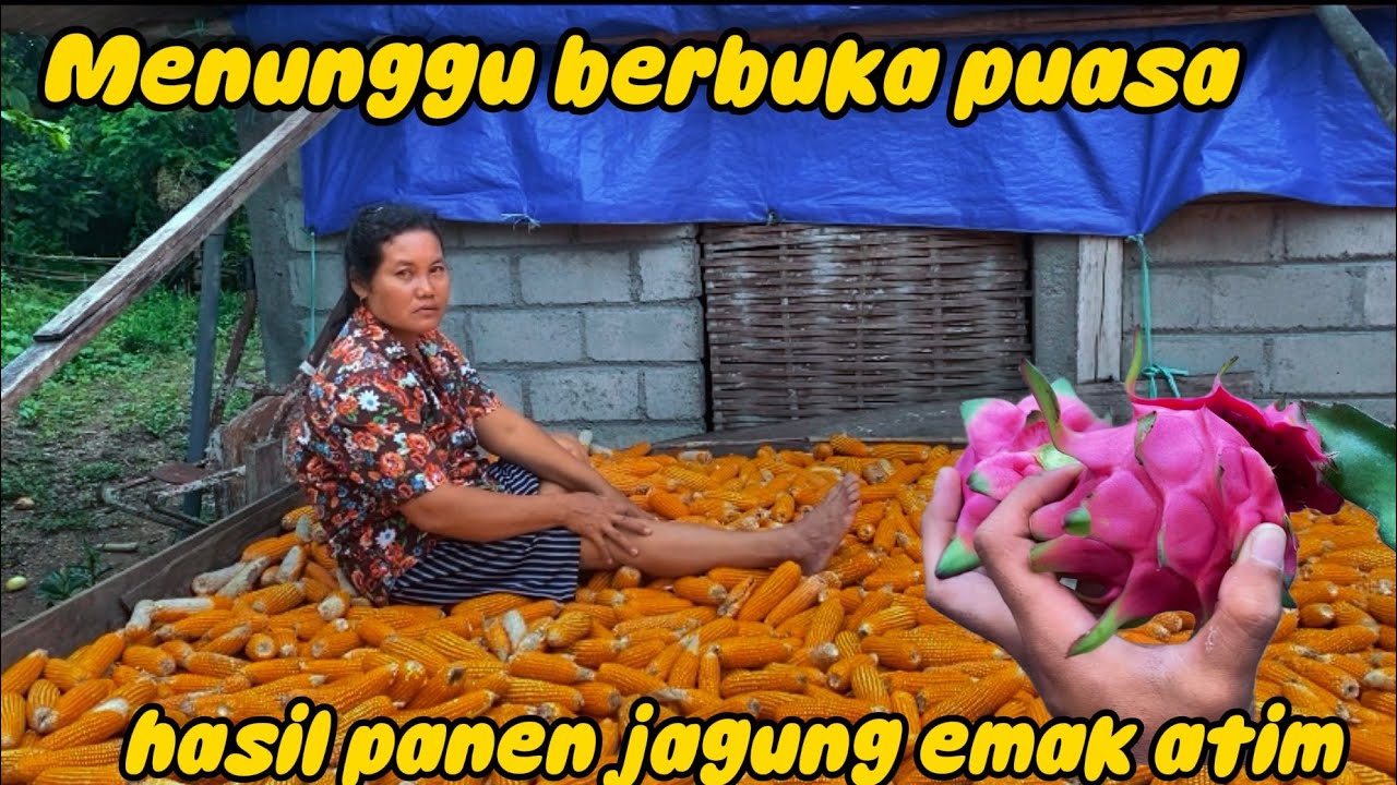 SORE HARI MENUNGGU BERBUKA PUASA EMAK ATIM LAGI PANEN JAGUNG