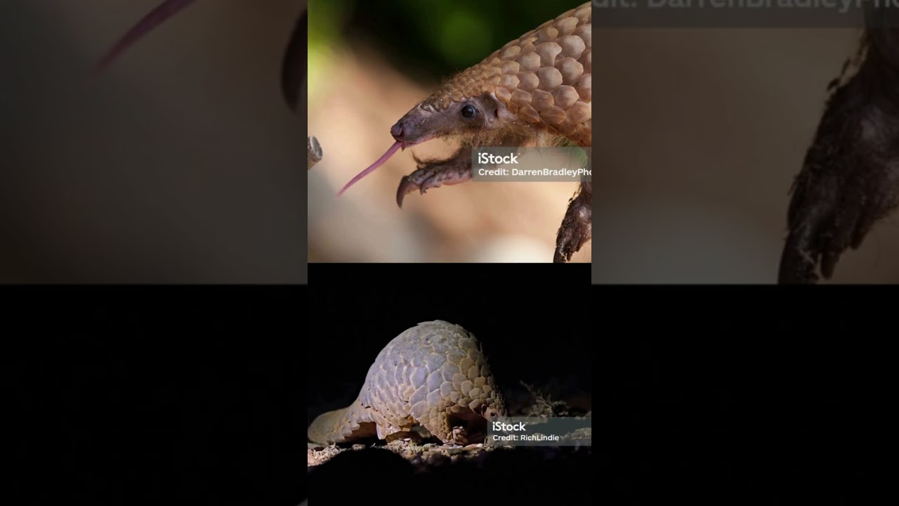 "Pangolins: Guardians of the Forest Floor 🌿🦯"