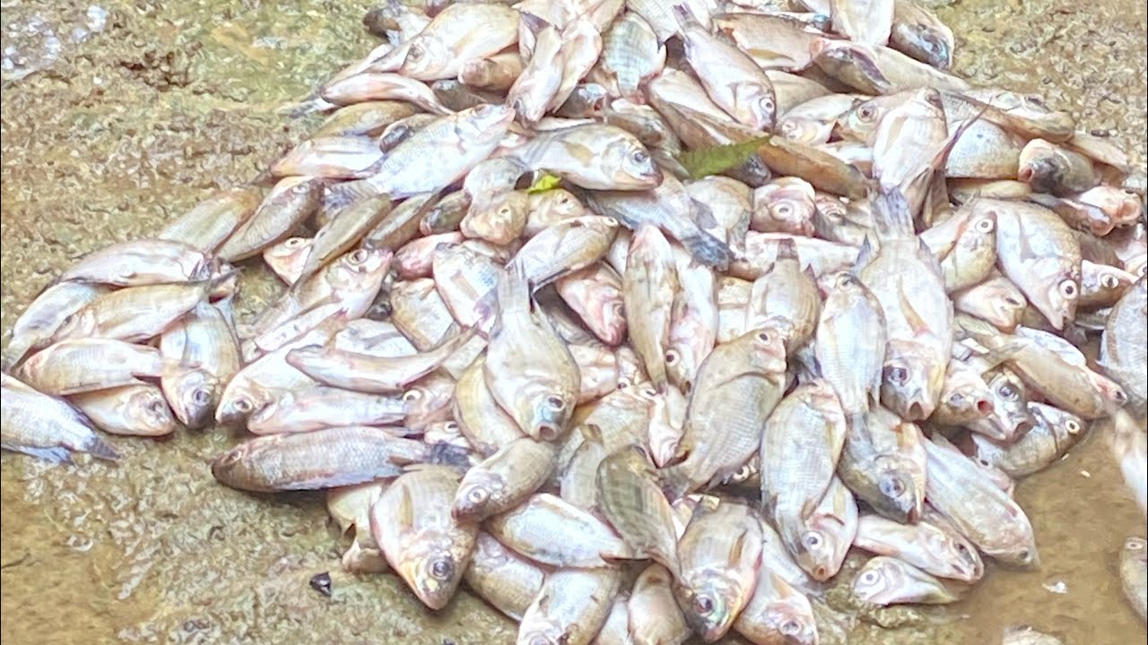 Nangawil kami at marami kaming nahuling tilapya