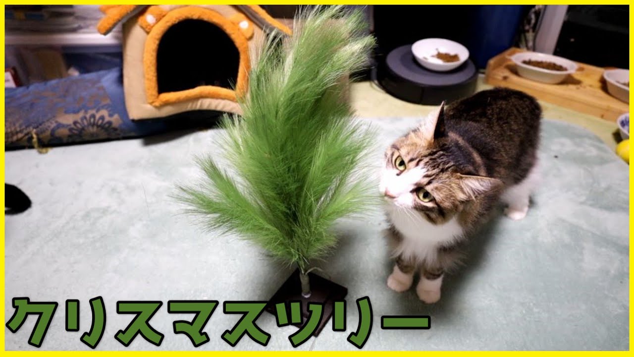 クリスマスツリーを猫たちにプレゼントしてみた。