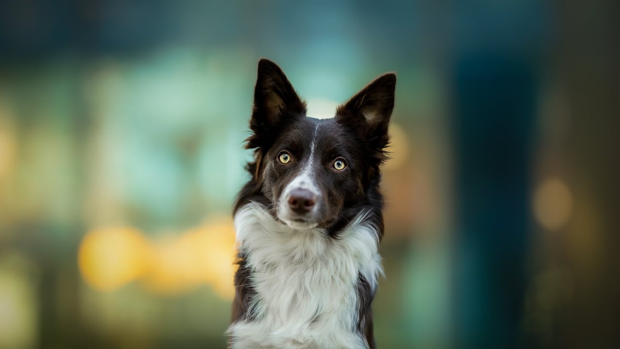 Papaya - 1 Year [Border Collie]