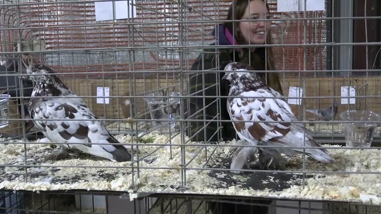 MJ PigeonPoultryRabbit Show Part 1