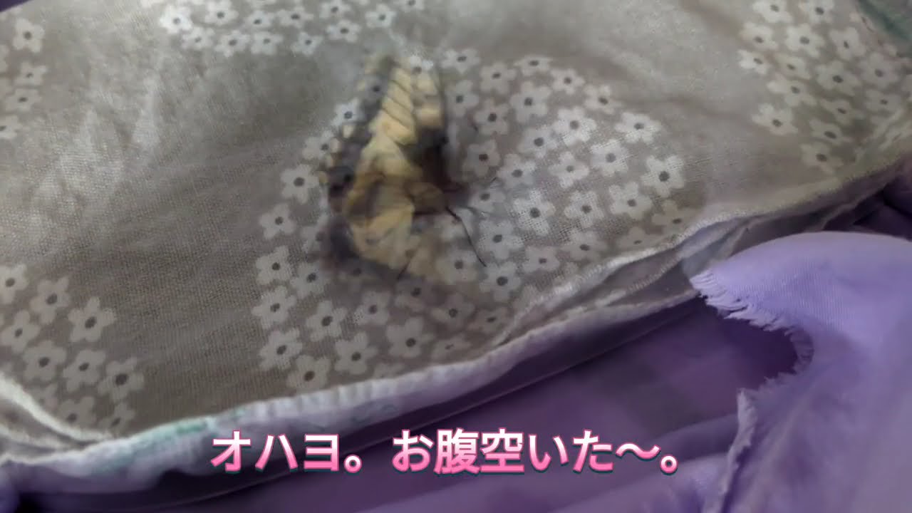 冬のキアゲハ。ぼくの名前はサンタ。