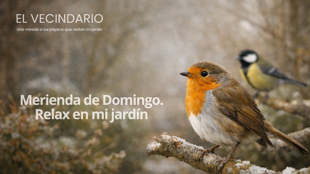 Relax en el jardín.  ##birds #winterbirds #birdslovers 