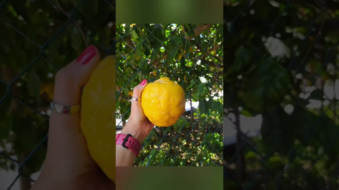 SENTIERO DEI LIMONI #sentierodeilimoni  #maioricosafare #amalficoast
