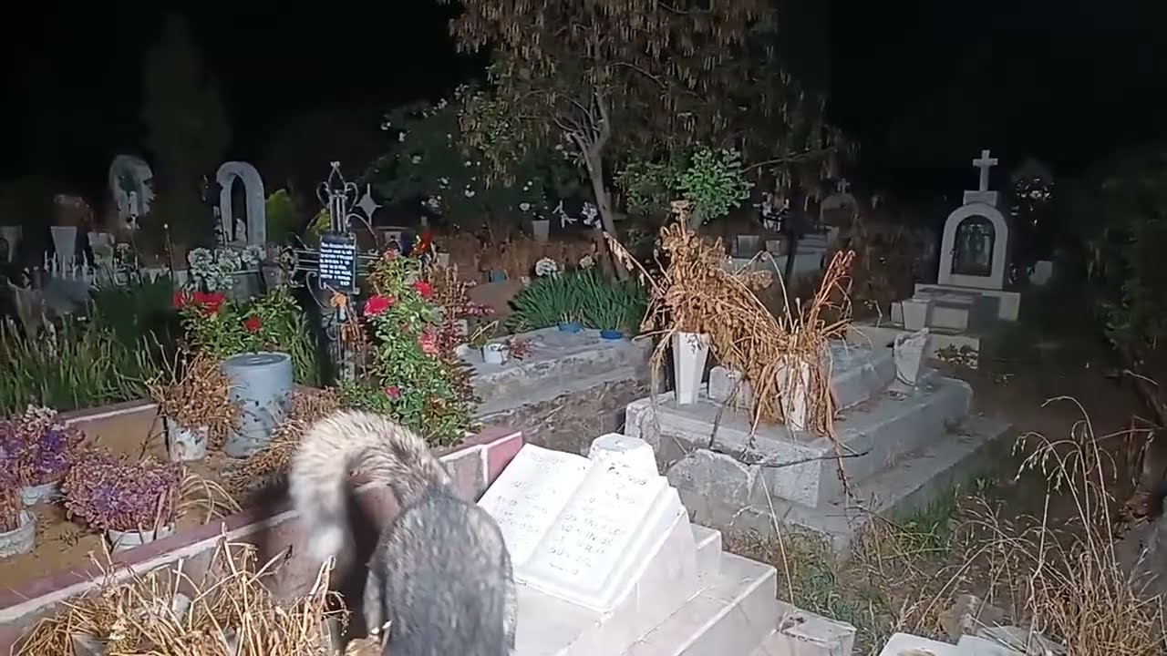 Entre al cementerio solo y esto paso 