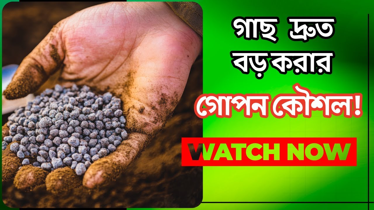 বাগানে ১০০% সফলতা! 🌱 আমি যে পদ্ধতিগুলো ফলো করি | Chicken Manure এর গোপন শক্তি! 🔥