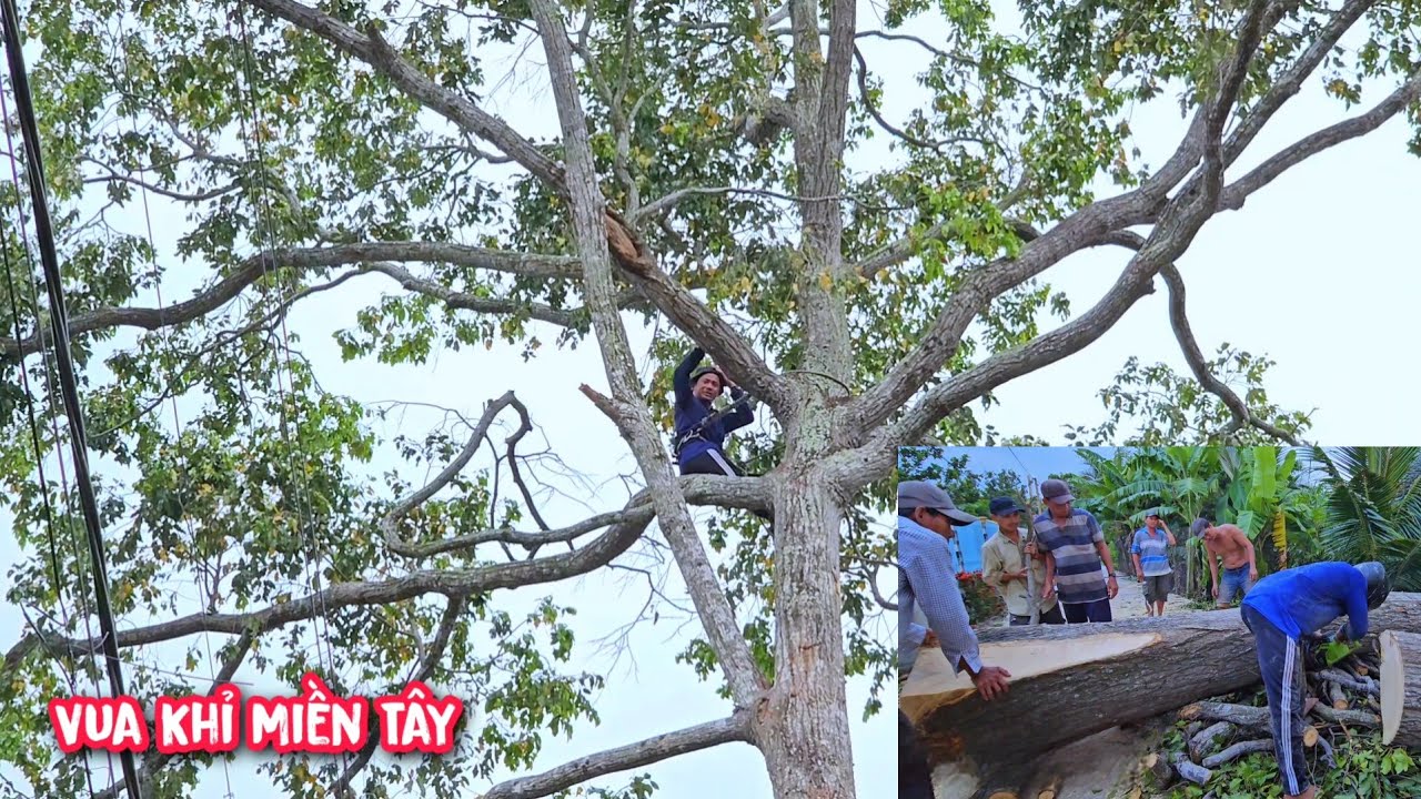 Vua Khỉ cưa hạ gốc cây Sao Khủng.
