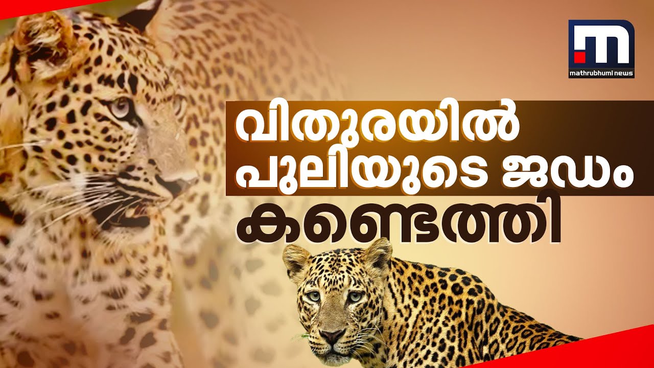 വിതുരയിൽ പുലിയുടെ ജഡം കണ്ടെത്തി; സമീപത്ത് മ്ലാവിന്റെ അവശിഷ്ടവും | Vithura